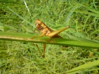 ㈬菌類に寄生され茶色く死んだイナゴ.jpg