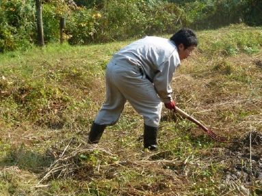 刈った草の除去.jpg