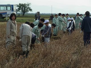 浪岡野沢小学校との食育活動（ダイズの収穫）3.jpg